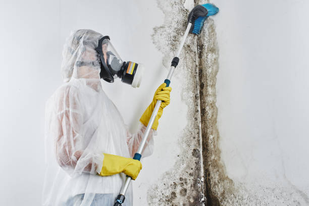 Best Localized Mold Remediation (e.g., coastal areas, humid climates) in Brooksi, DE