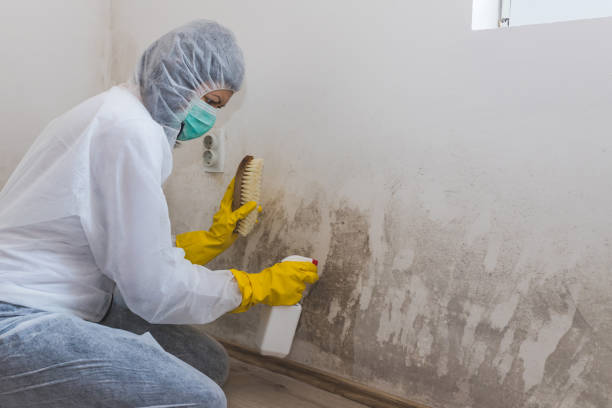 Best Preventive Mold Services in Brooksi, DE
