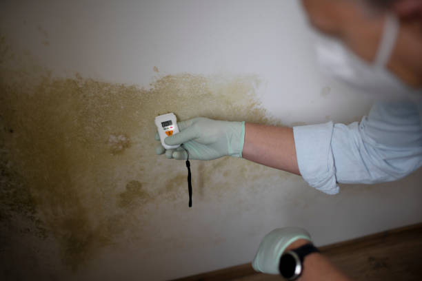 Best Crawl Space Mold Remediation in Brooksi, DE