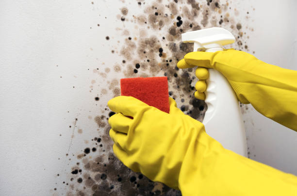 Best Basement Mold Remediation in Brooksi, DE