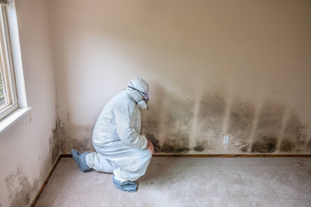 Best Attic Mold Remediation in Brooksi, DE
