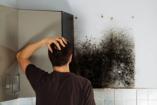 Best Insurance-Related Mold Remediation in Brooksi, DE