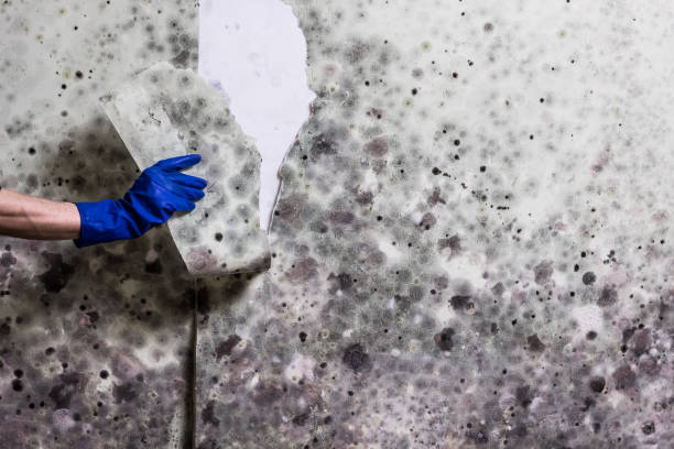 Best Post-Flood Mold Remediation in Brooksi, DE